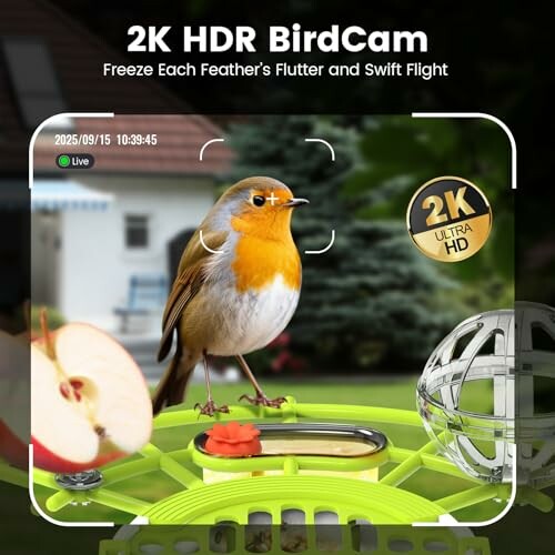 2K HDR BirdCam with bird on a feeder.